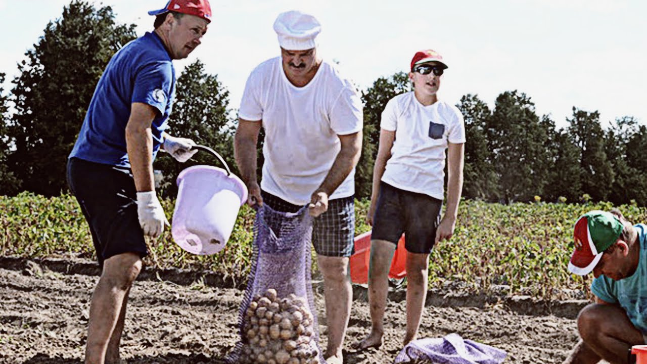 Лукашенко собрал урожай картошки с сыном