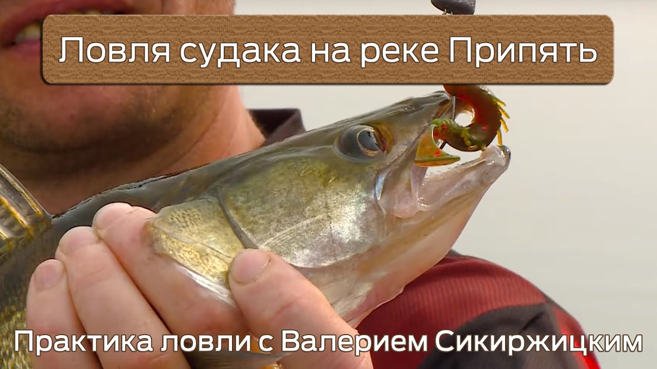 Ловля судака на реке Припять : Практика ловли с Валерием Сикиржицким